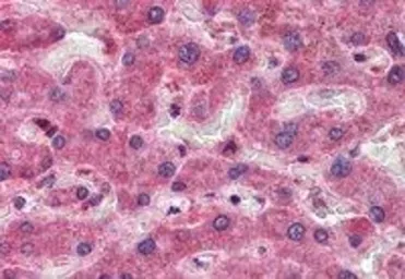 Anti-CREB3L1 antibody, C-term used in IHC (Paraffin sections) (IHC-P). GTX89497