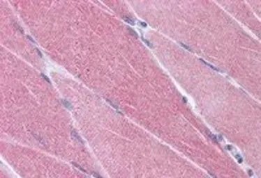 Anti-CREB3L1 antibody, C-term used in IHC (Paraffin sections) (IHC-P). GTX89497