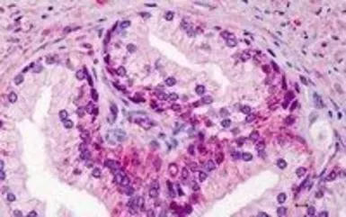 Anti-GDF15 antibody, C-term used in IHC (Paraffin sections) (IHC-P). GTX89503