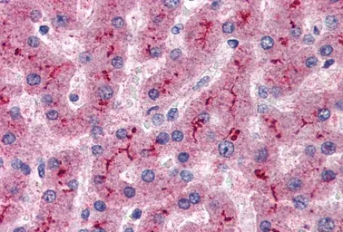 Anti-Factor H antibody, Internal used in IHC (Paraffin sections) (IHC-P). GTX89512