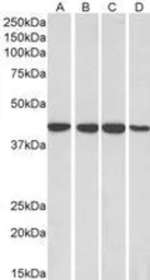 Anti-RAE1 antibody, C-term used in Western Blot (WB). GTX89517
