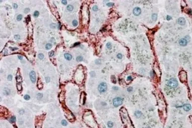 Anti-CD32B antibody, C-term used in IHC (Paraffin sections) (IHC-P). GTX89542