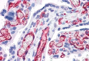 Anti-CD32B antibody, C-term used in IHC (Paraffin sections) (IHC-P). GTX89542
