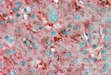 Anti-Apolipoprotein E antibody, C-term used in IHC (Paraffin sections) (IHC-P). GTX89549