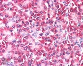 Anti-Ymer antibody, Internal used in IHC (Paraffin sections) (IHC-P). GTX89553