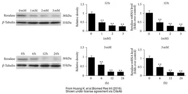 Anti-Renalase (aa 224 to 233) antibody, Internal used in Western Blot (WB). GTX89570