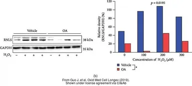 Anti-Renalase (aa 224 to 233) antibody, Internal used in Western Blot (WB). GTX89570