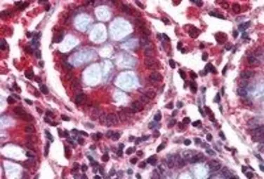 Anti-GAD65 antibody, Internal used in IHC (Paraffin sections) (IHC-P). GTX89575