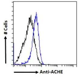 Anti-AChE antibody, C-term used in Flow cytometry (FCM). GTX89580