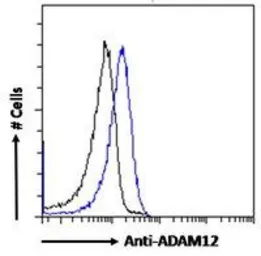 Anti-ADAM12 antibody, N-term used in Flow cytometry (FCM). GTX89596
