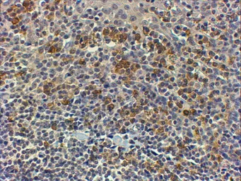 Anti-MyD88 antibody, Internal used in IHC (Paraffin sections) (IHC-P). GTX89605