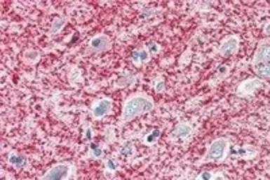 Anti-MOG antibody, C-term used in IHC (Paraffin sections) (IHC-P). GTX89606