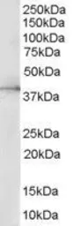 Anti-ERK2 antibody, Internal used in Western Blot (WB). GTX89615