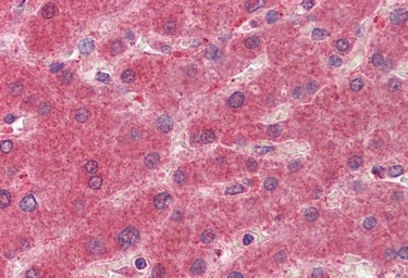 Anti-15-PGDH antibody, C-term used in IHC (Paraffin sections) (IHC-P). GTX89634
