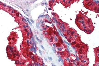 Anti-Sorbitol Dehydrogenase antibody, C-term used in IHC (Paraffin sections) (IHC-P). GTX89635