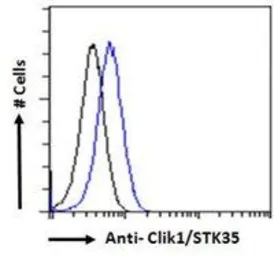 Anti-Clik1 / STK35 antibody, C-term used in Flow cytometry (FCM). GTX89642