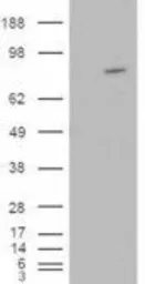 Anti-ARHGEF4 antibody, N-term used in Western Blot (WB). GTX89645