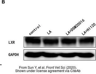 Anti-LXR alpha / LXR beta antibody, Internal used in Western Blot (WB). GTX89656
