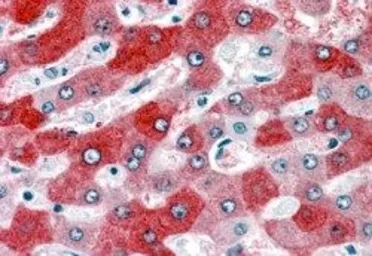 Anti-58K Golgi protein antibody, Internal used in IHC (Paraffin sections) (IHC-P). GTX89671