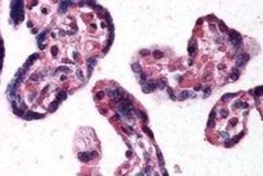 Anti-DKK1 antibody, C-term used in IHC (Paraffin sections) (IHC-P). GTX89683