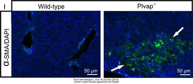 Anti-alpha Smooth Muscle Actin antibody, N-term used in IHC (Frozen sections) (IHC-Fr). GTX89701
