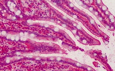 Anti-MPP5 antibody, N-term used in IHC (Paraffin sections) (IHC-P). GTX89702