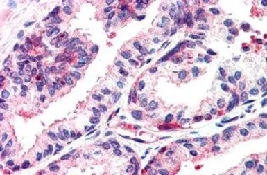 Anti-MSX1 antibody, N-term used in IHC (Paraffin sections) (IHC-P). GTX89726
