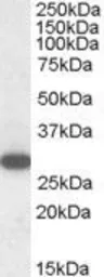 Anti-RGS18 antibody, C-term used in Western Blot (WB). GTX89731