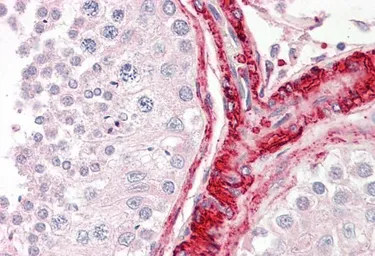 Anti-BAG5 antibody, N-term used in IHC (Paraffin sections) (IHC-P). GTX89733