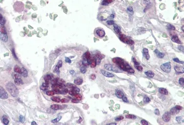 Anti-MRG15 antibody, N-term used in IHC (Paraffin sections) (IHC-P). GTX89736
