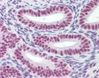 Anti-MRG15 antibody, N-term used in IHC (Paraffin sections) (IHC-P). GTX89736