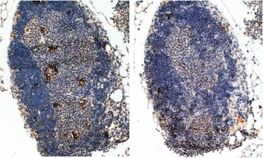 Anti-FOXP3 antibody, C-term used in IHC (Paraffin sections) (IHC-P). GTX89752