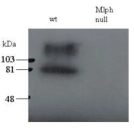Anti-Melanophilin antibody, C-term used in Western Blot (WB). GTX89772