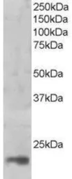 Anti-MAGOH antibody, C-term used in Western Blot (WB). GTX89780