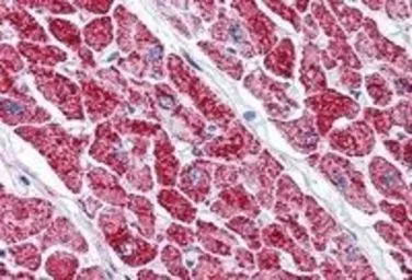 Anti-VDAC2 antibody, C-term used in IHC (Paraffin sections) (IHC-P). GTX89782