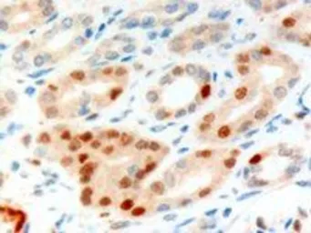 Anti-Anillin antibody, C-term used in IHC (Paraffin sections) (IHC-P). GTX89791