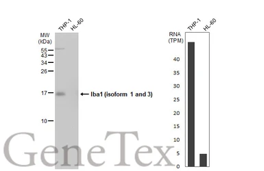 Anti-Iba1 (isoform 1 and 3) antibody, C-term (GTX89792