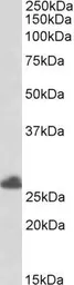 Anti-RNF35 antibody, C-term used in Western Blot (WB). GTX89816