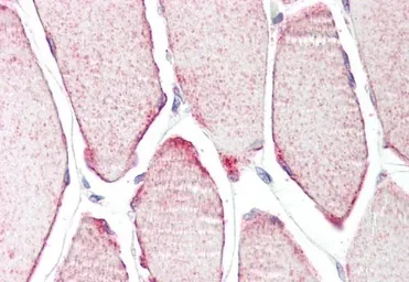 Anti-MURF3 antibody, C-term used in IHC (Paraffin sections) (IHC-P). GTX89822