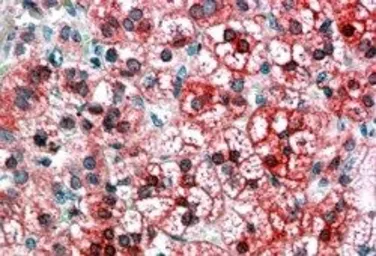 Anti-AXIN1 antibody, C-term used in IHC (Paraffin sections) (IHC-P). GTX89836