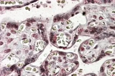 Anti-NFATC4 antibody, C-term used in IHC (Paraffin sections) (IHC-P). GTX89854