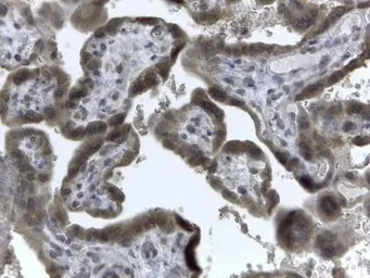Anti-EVC2 antibody, C-term used in IHC (Paraffin sections) (IHC-P). GTX89863