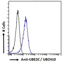 Anti-UBE2C antibody, C-term used in Flow cytometry (FCM). GTX89866