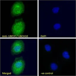 Anti-UBE2C antibody, C-term used in Immunocytochemistry/ Immunofluorescence (ICC/IF). GTX89866