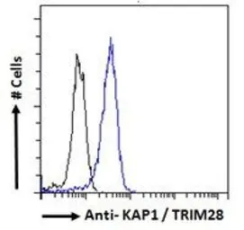 Anti-KAP1 antibody, C-term used in Flow cytometry (FCM). GTX89879