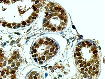 Anti-APE1 antibody, N-term used in IHC (Paraffin sections) (IHC-P). GTX89912
