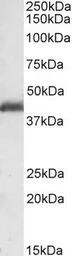 Anti-LIS1 antibody, C-term used in Western Blot (WB). GTX89916