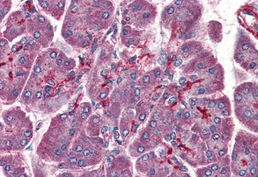Anti-LIS1 antibody, C-term used in IHC (Paraffin sections) (IHC-P). GTX89916