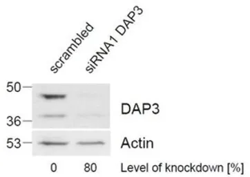 Anti-DAP3 antibody, C-term used in Western Blot (WB). GTX89921