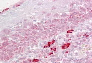 Anti-DAP3 antibody, C-term used in IHC (Paraffin sections) (IHC-P). GTX89921